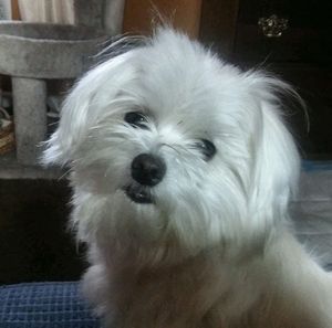 Meet your Posher, Paula